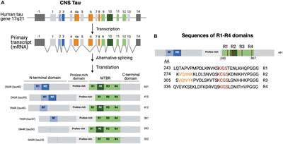 Human Tau Isoforms and Proteolysis for Production of Toxic Tau Fragments in Neurodegeneration